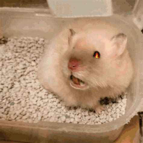 cute hamster gif|dramatic hamster gif.